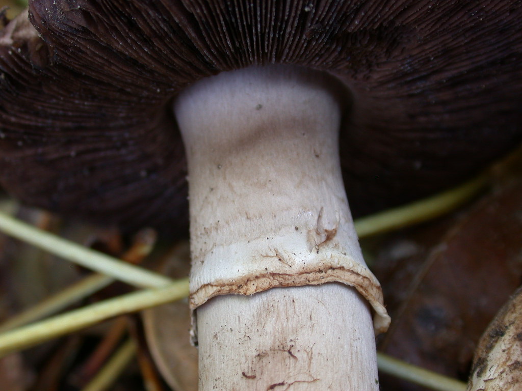 Chi sono .... QUIZ difficile